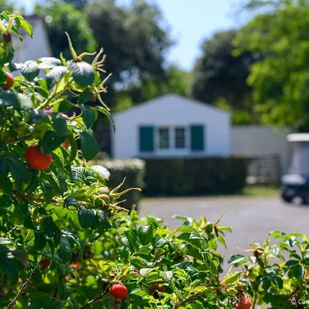 Campsite Camping Les Gros Joncs Saint-Georges-d'Oleron